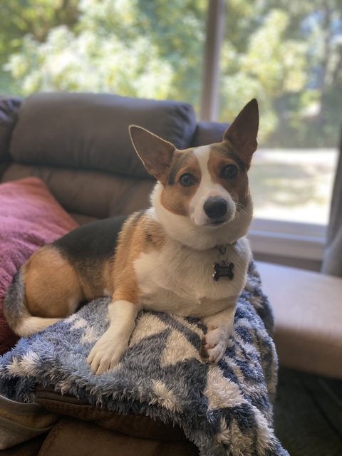 Bella the corgi sitting on a blanket on the couch, head tilted
