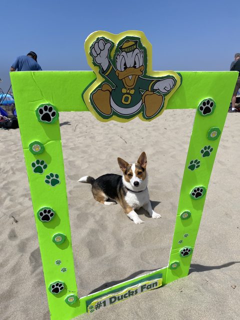 Bella, a tri-color corgi, lying on the sand inside a homemade #1 Ducks Fan photo frame
